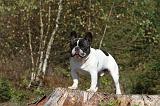 BOULEDOGUE FRANCAIS 342